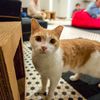 Photos: Wine & Dine With Felines At New LES Cat Cafe Koneko